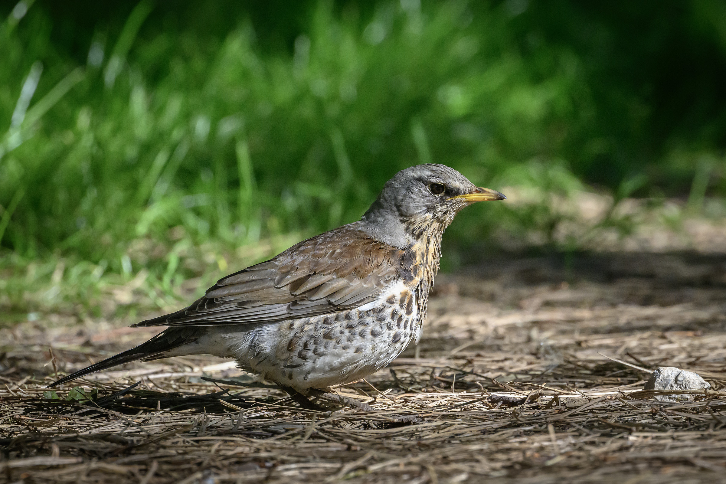 Sjagger, Sjælsø Sjagger