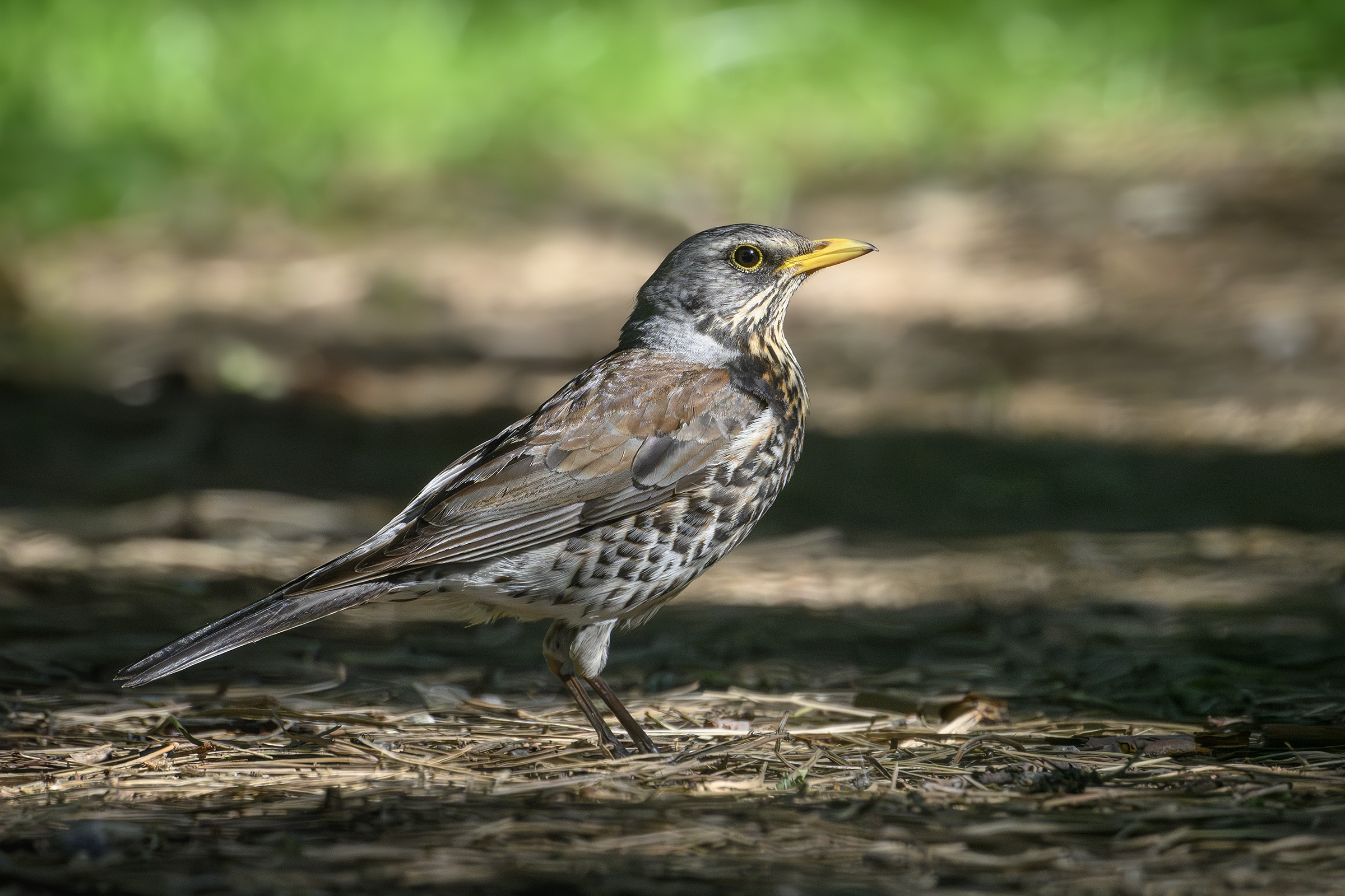 Sjagger, Sjælsø Sjagger