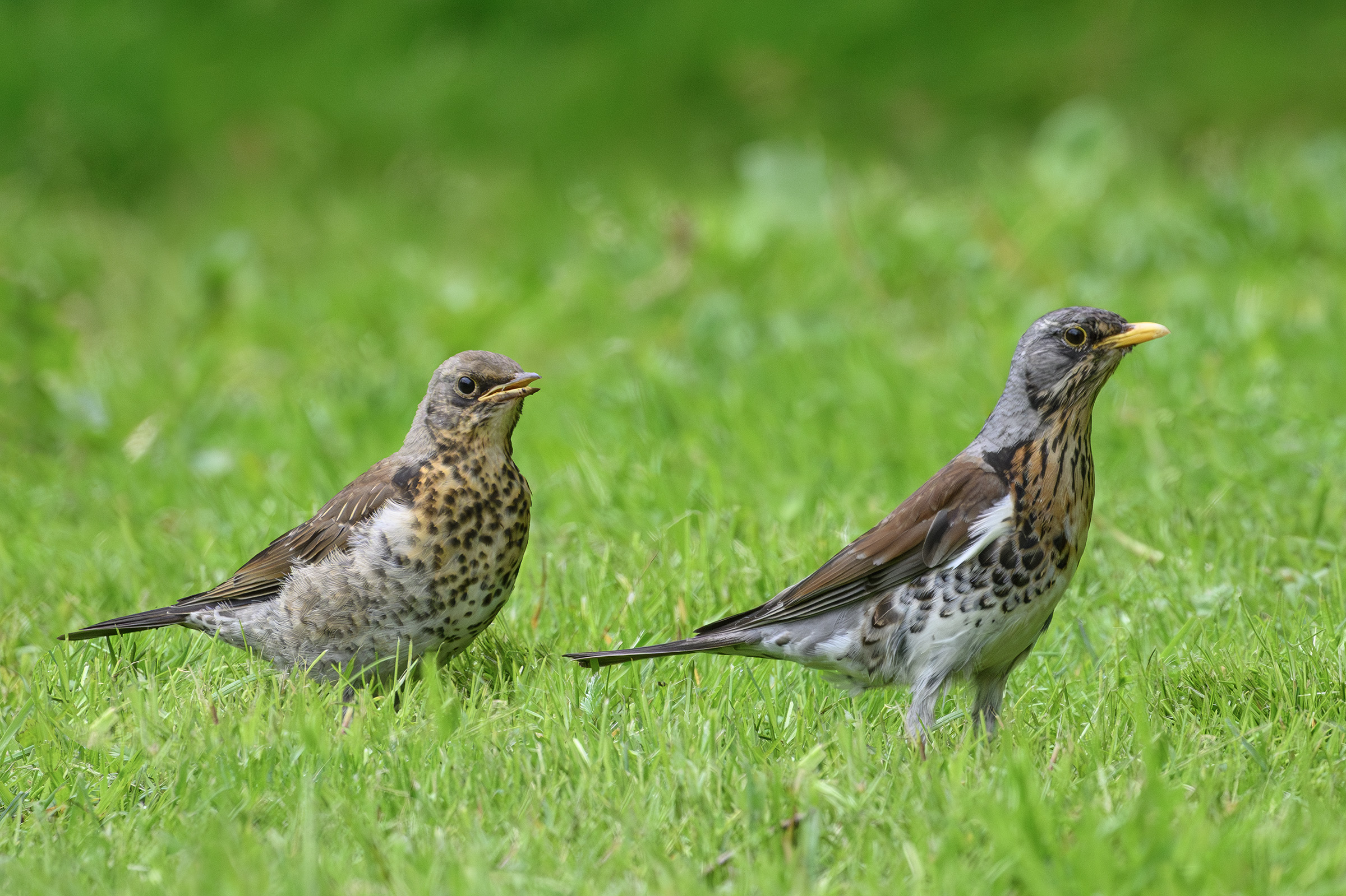 Sjagger med overvægtig unge, Sjælsø Sjagger med overvægtig unge