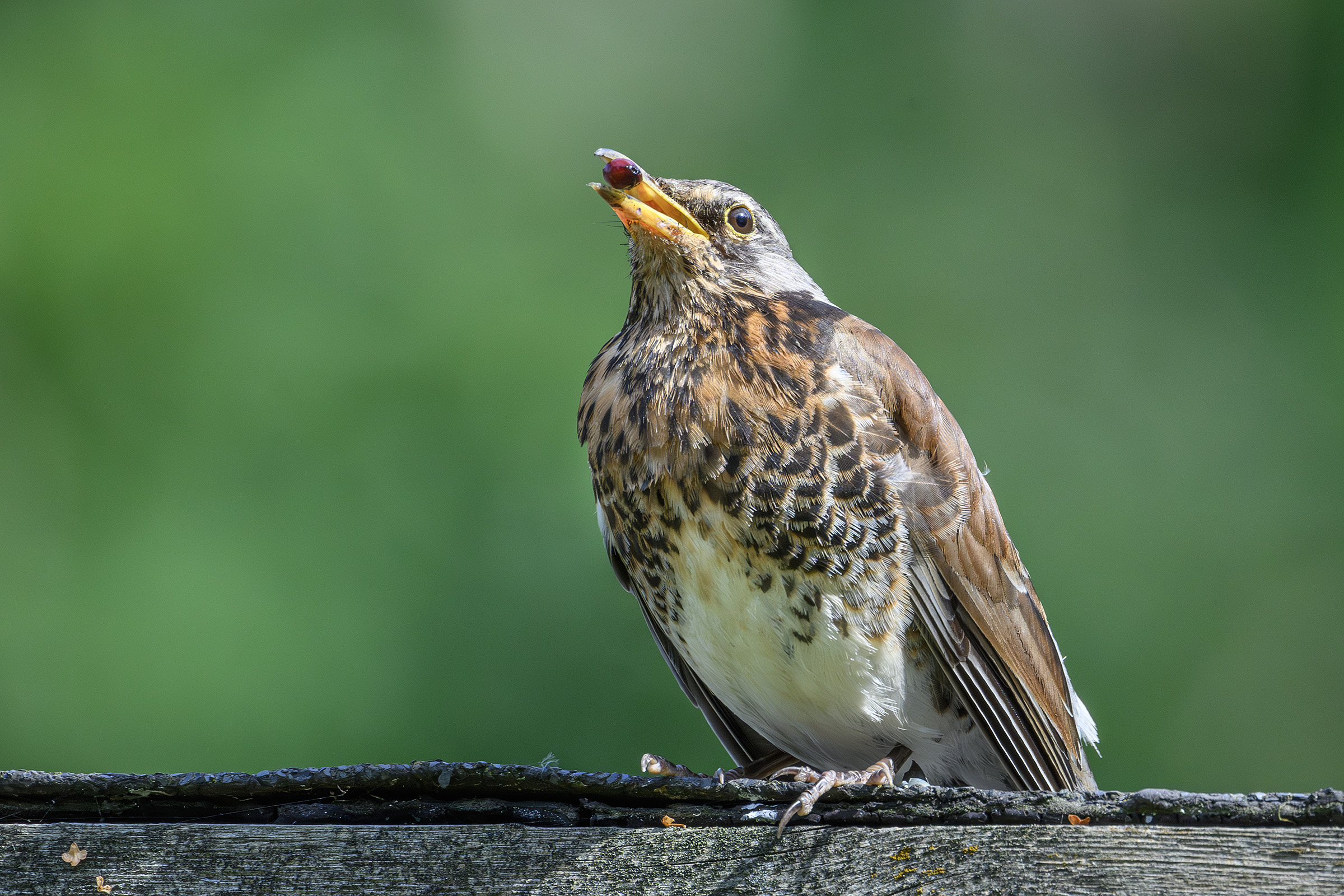 Sjagger spytter bær ud, Sjælsø Sjagger spytter bær ud
