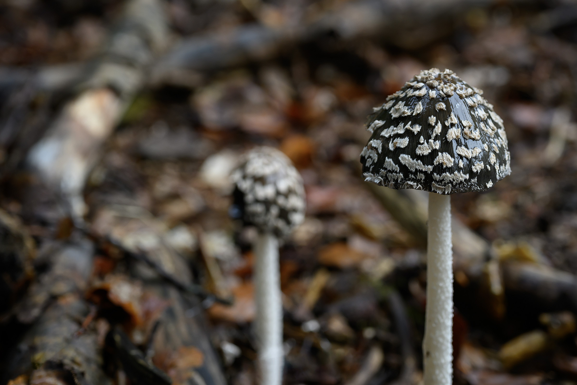 Skade-blækhat, Tokkekøb Hegn Skade-blækhat