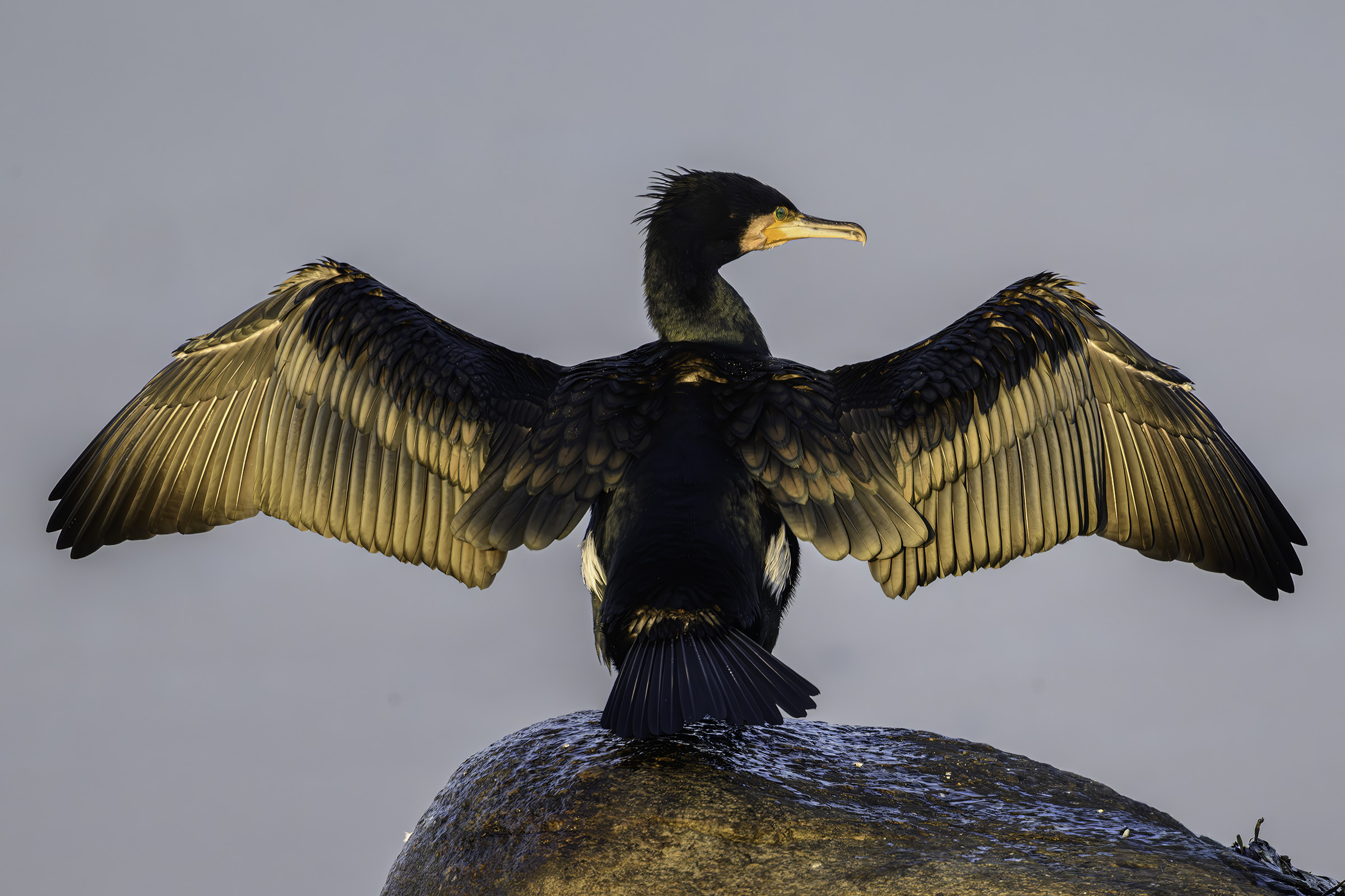 Skarv i eftermiddagslys