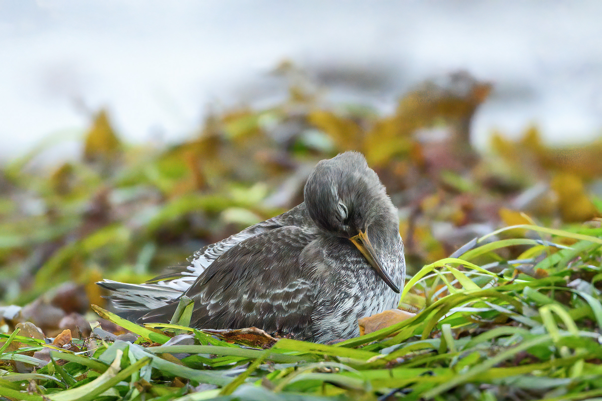 Sortgr� ryle � fjerpleje