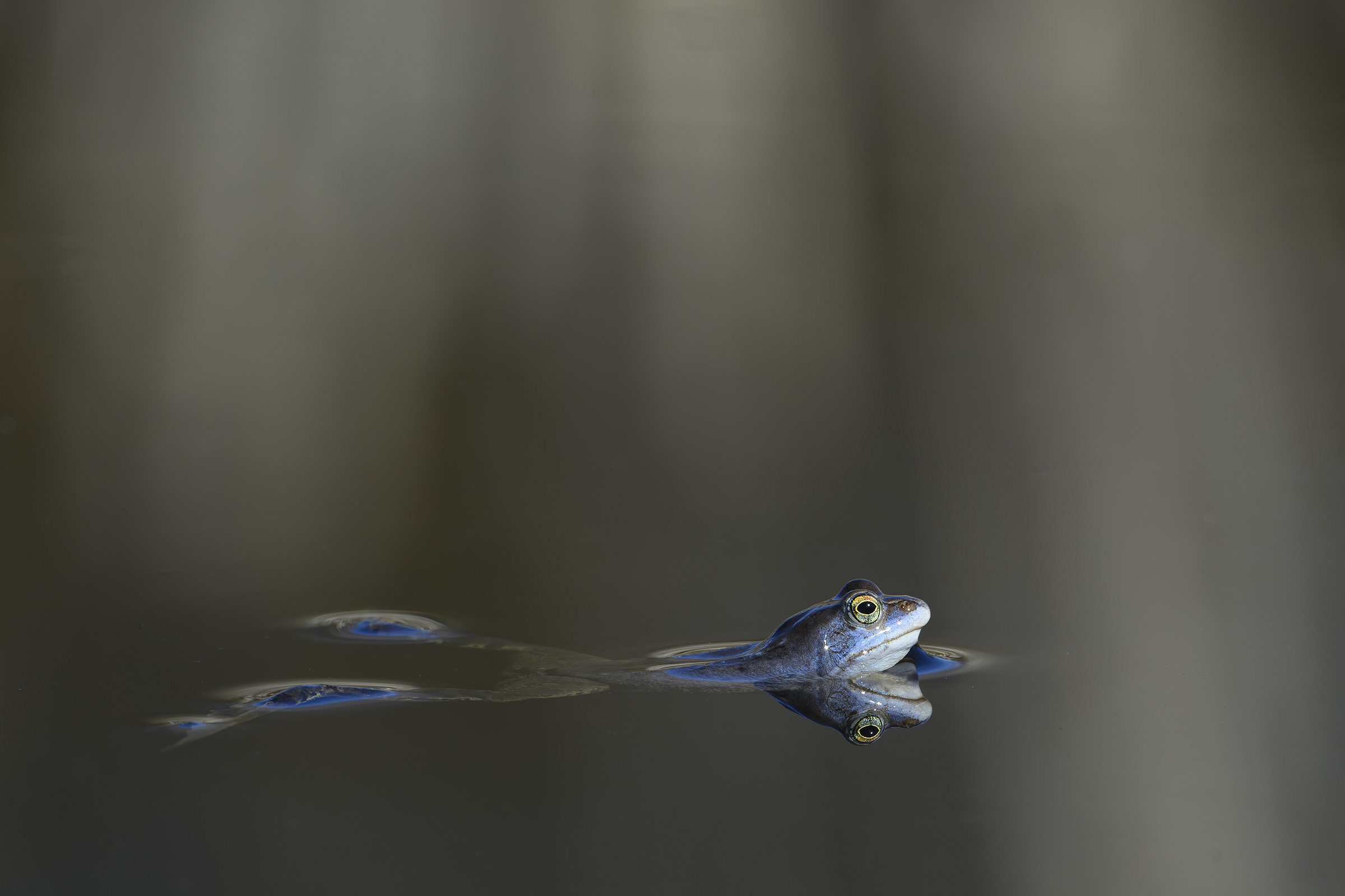 Spidssnudet frø, Gilbjerg Hoved Spidssnudet frø