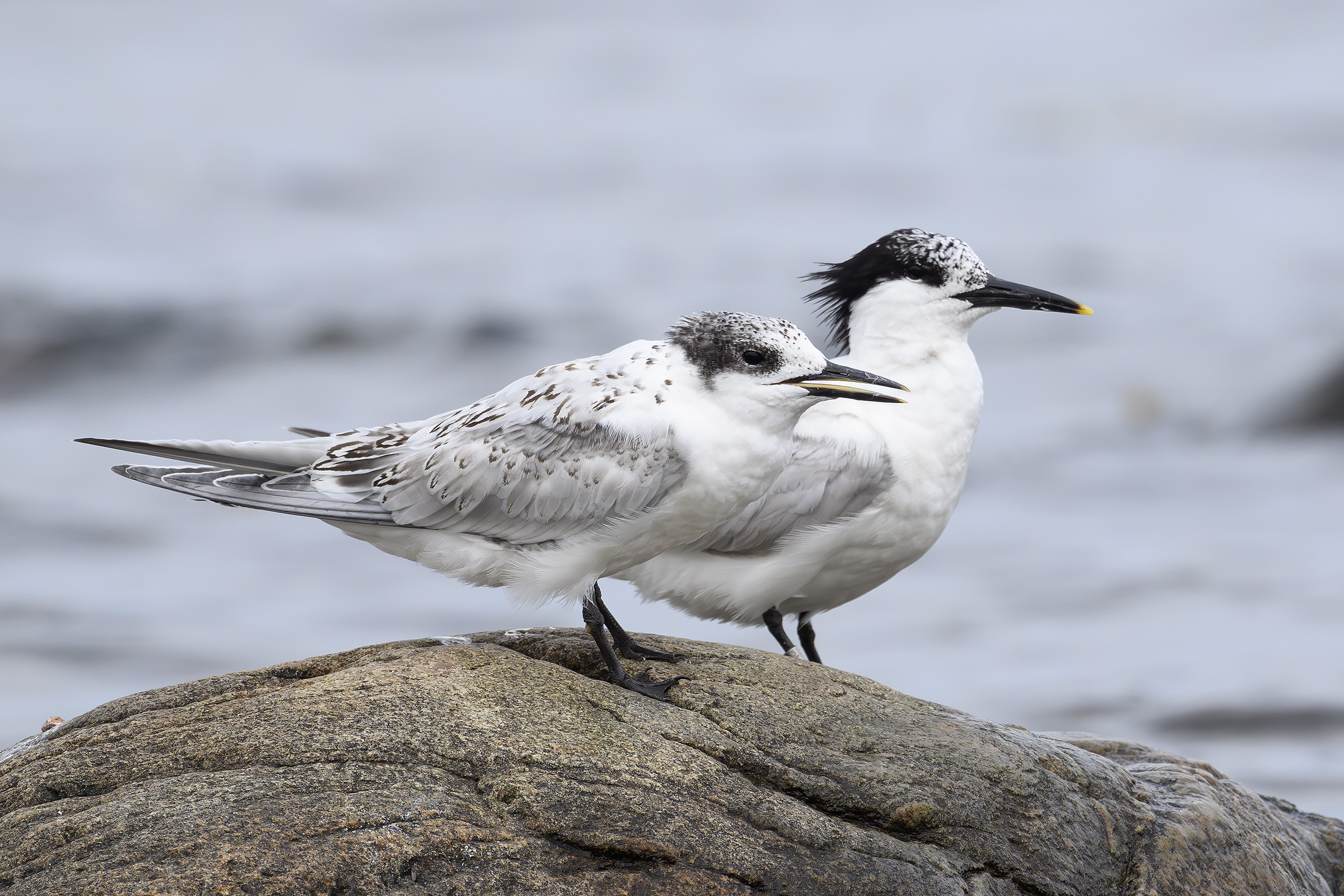 Splitterner  to generationer