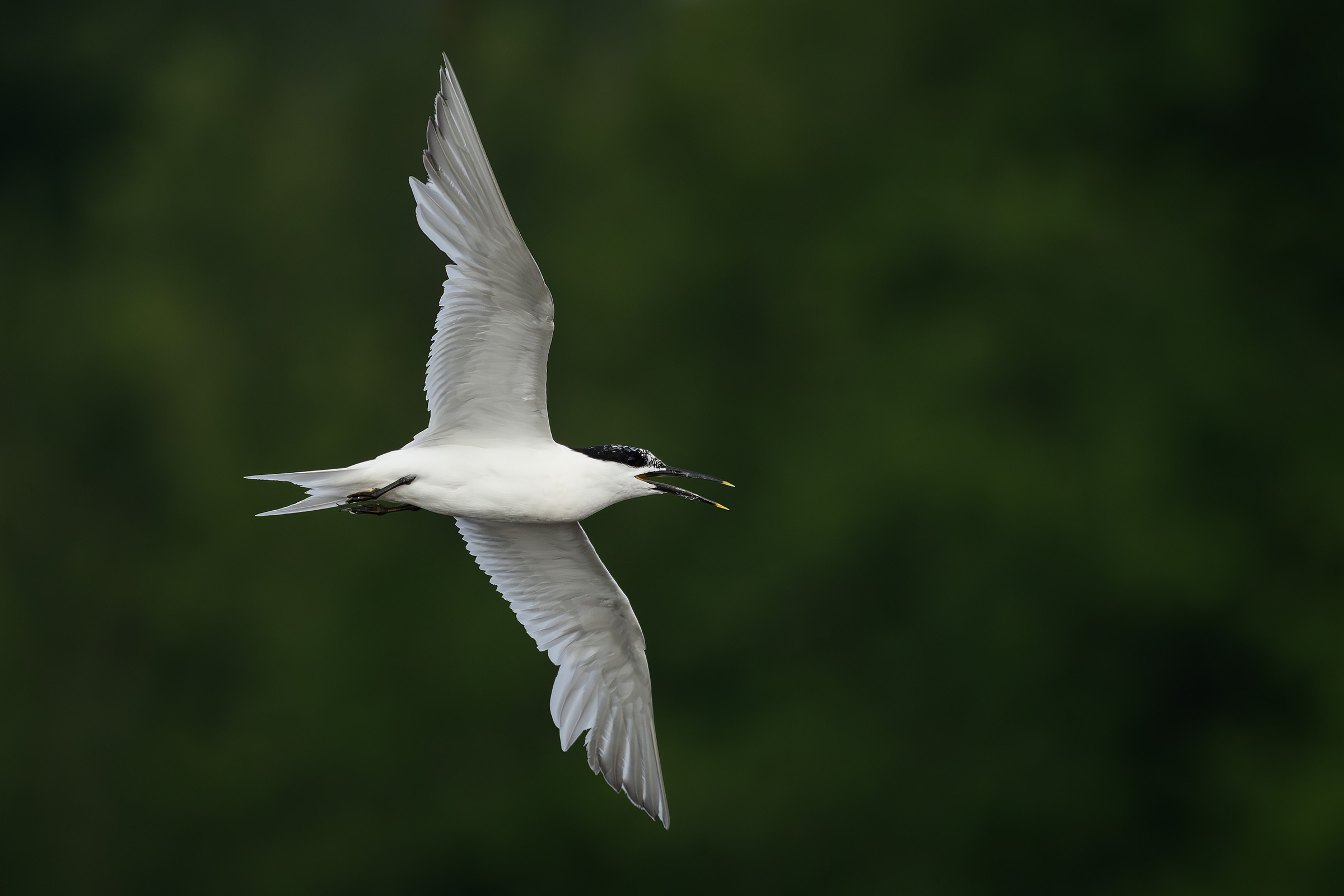 Splitterne