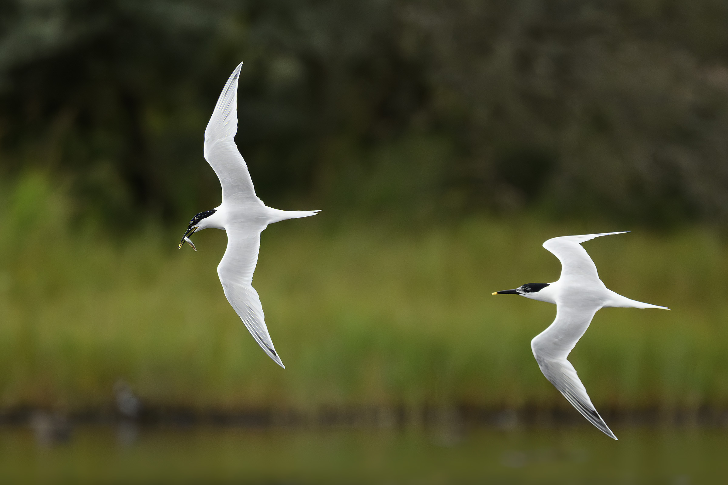 Splitterner kmper om bytte