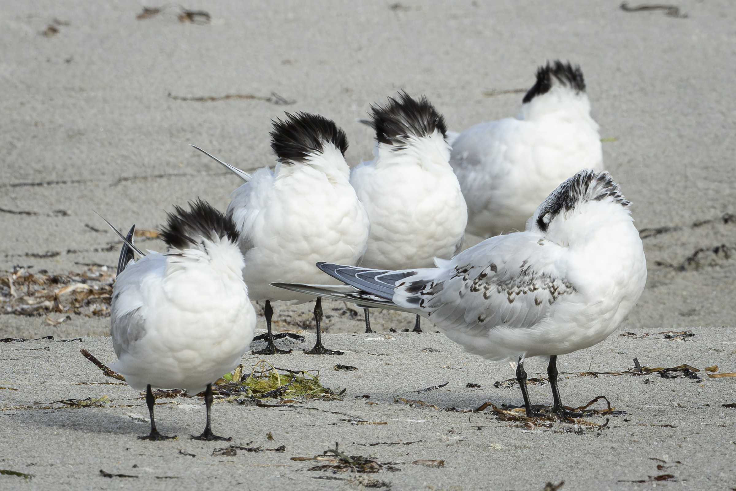 Splitterner i modvind