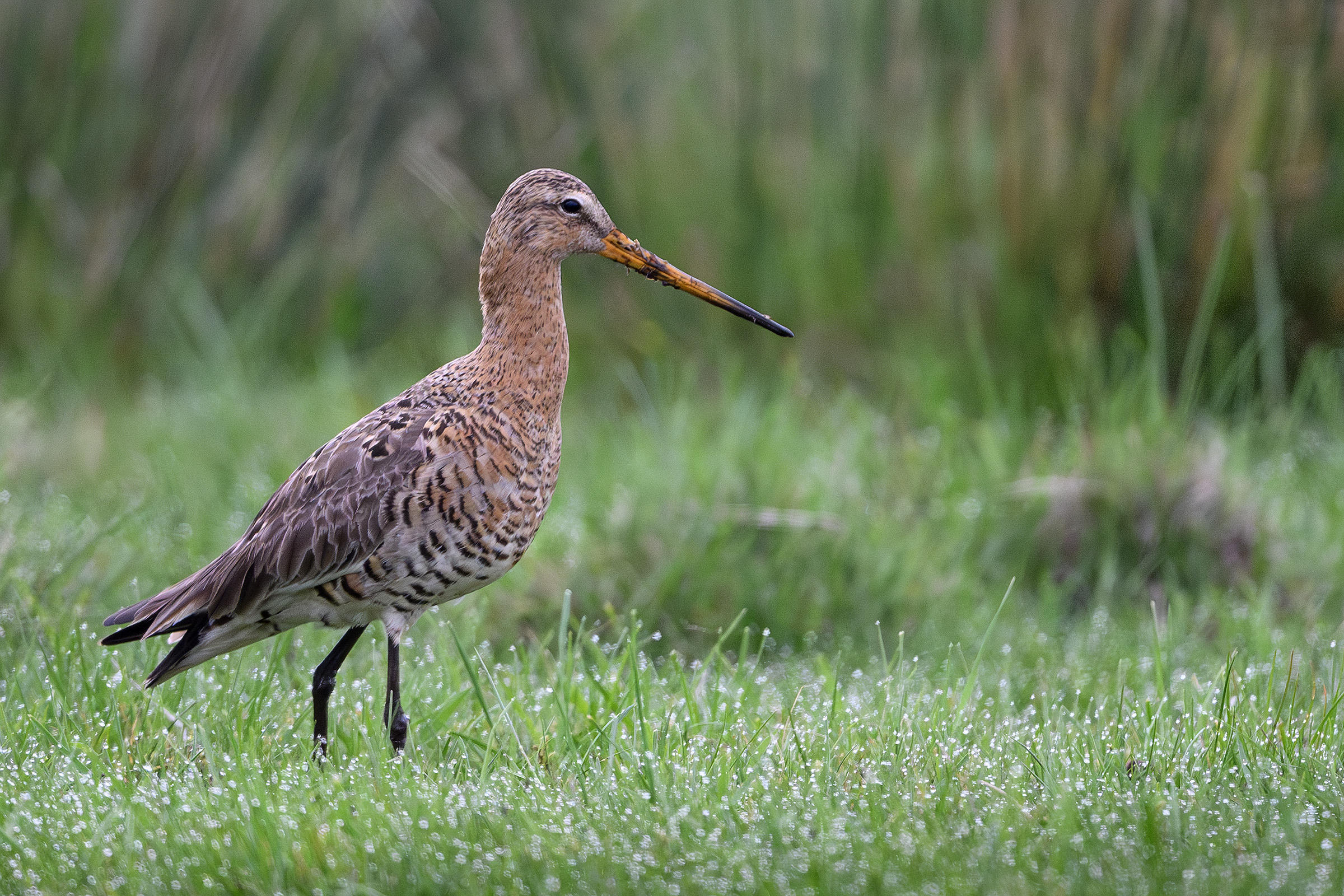 Stor kobbersneppe i morgendug, Værnengene Stor kobbersneppe i morgendug