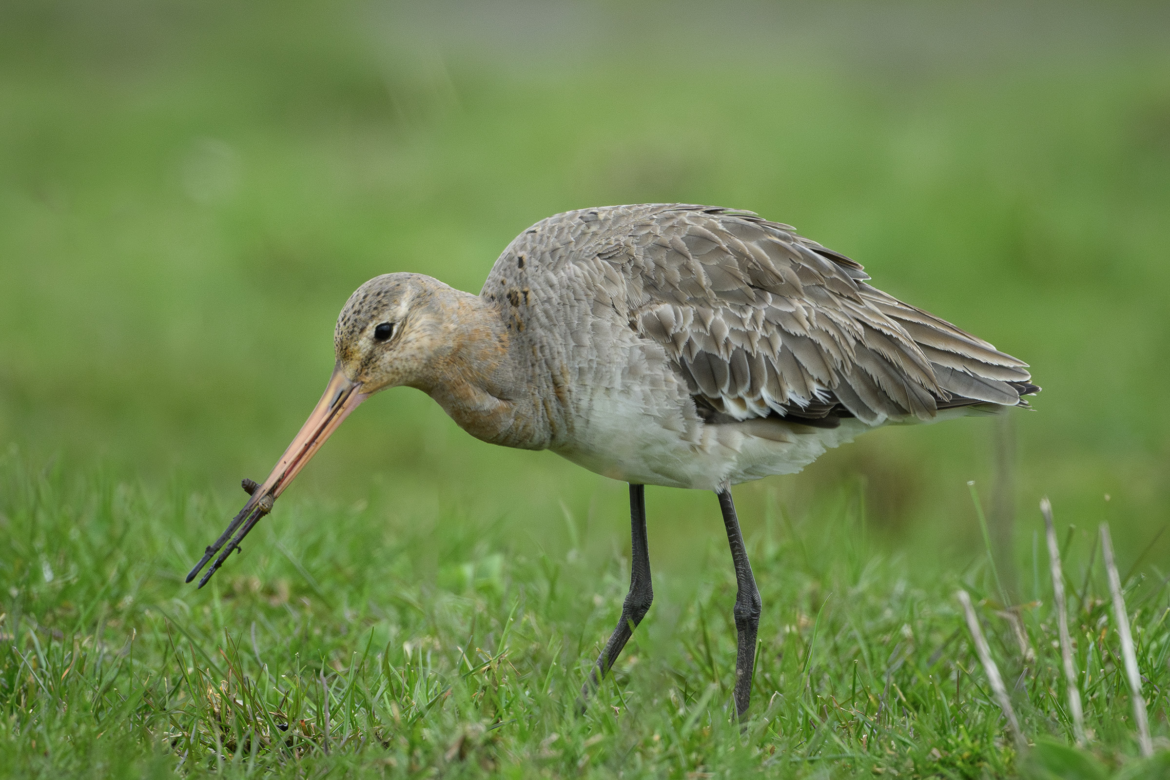 Stor kobbersneppe, Værnengene Stor kobbersneppe
