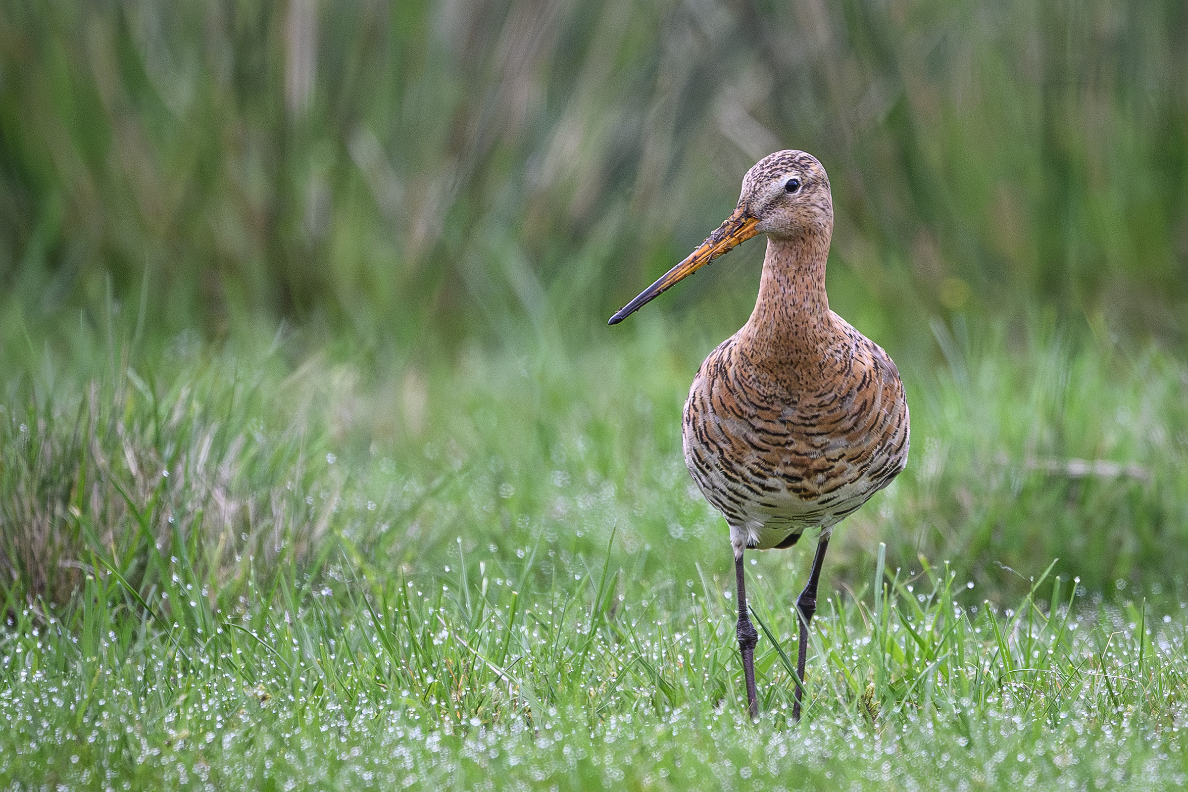Stor kobbersneppe, Værnengene Stor kobbersneppe