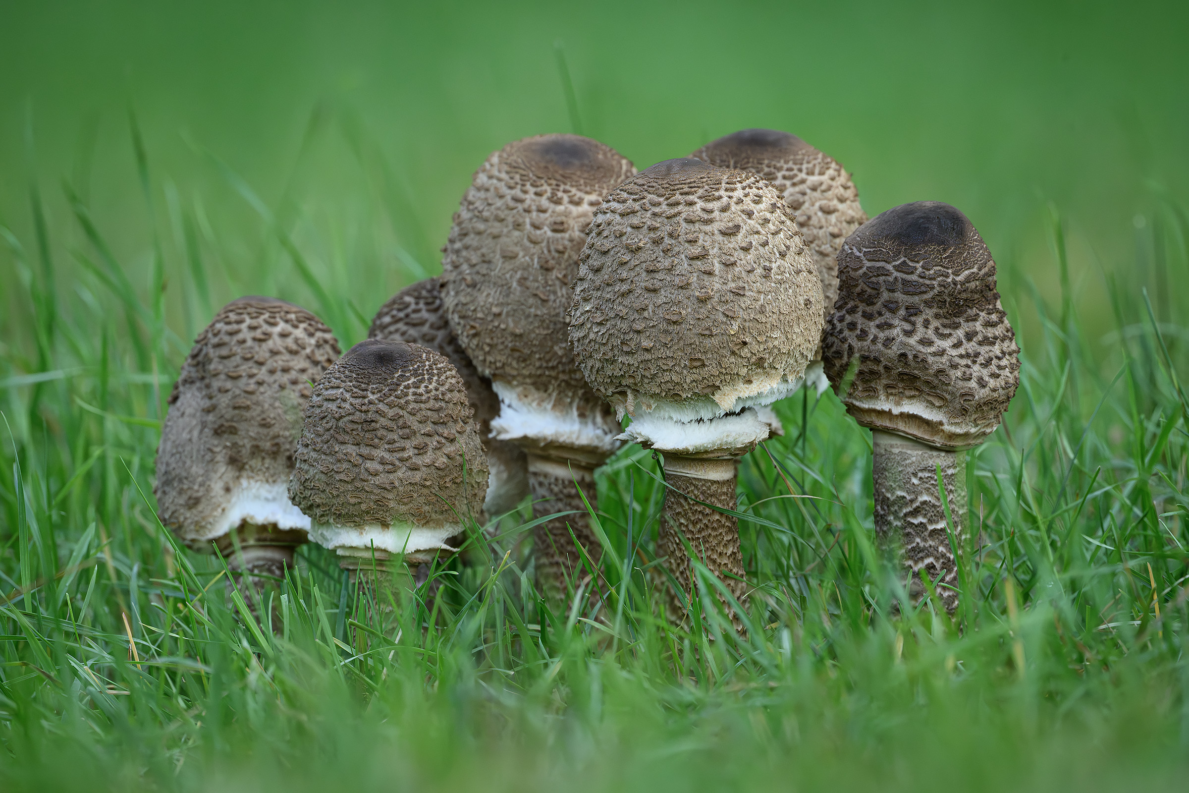 Stor kæmpeparasolhat, Småland Stor kæmpeparasolhat