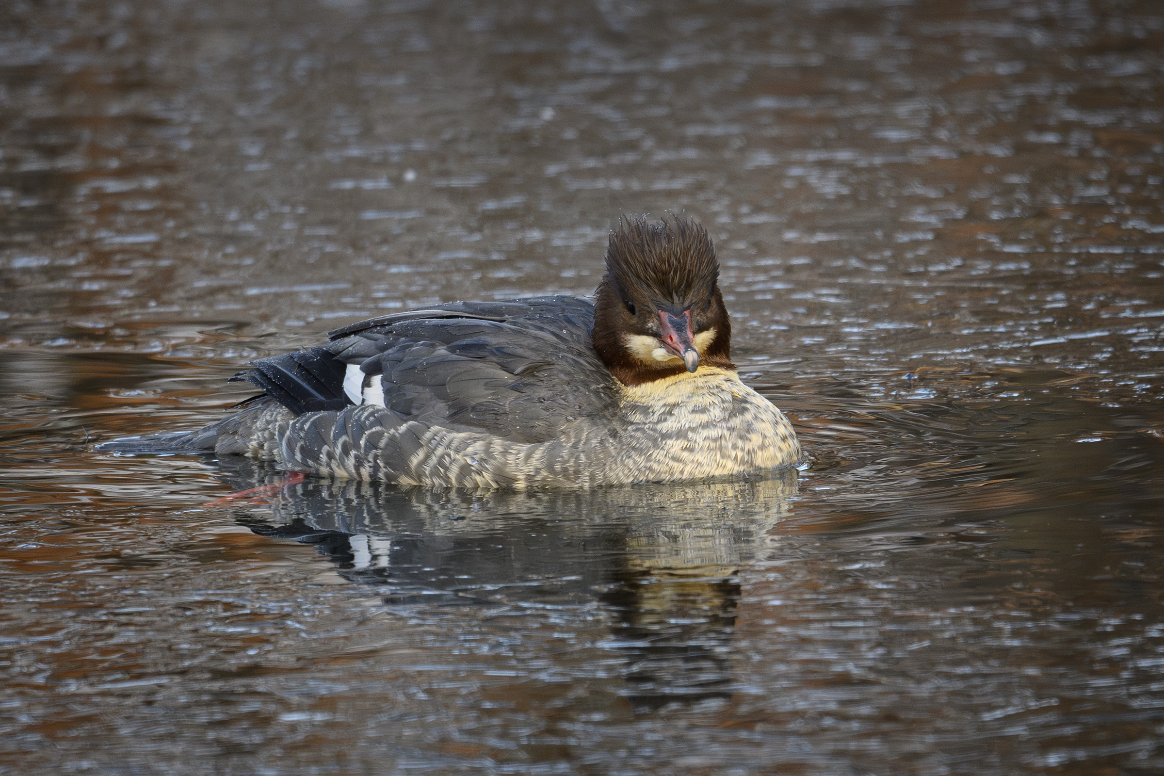Storsmilende stor skallesluger, Mølleåen Storsmilende stor skallesluger