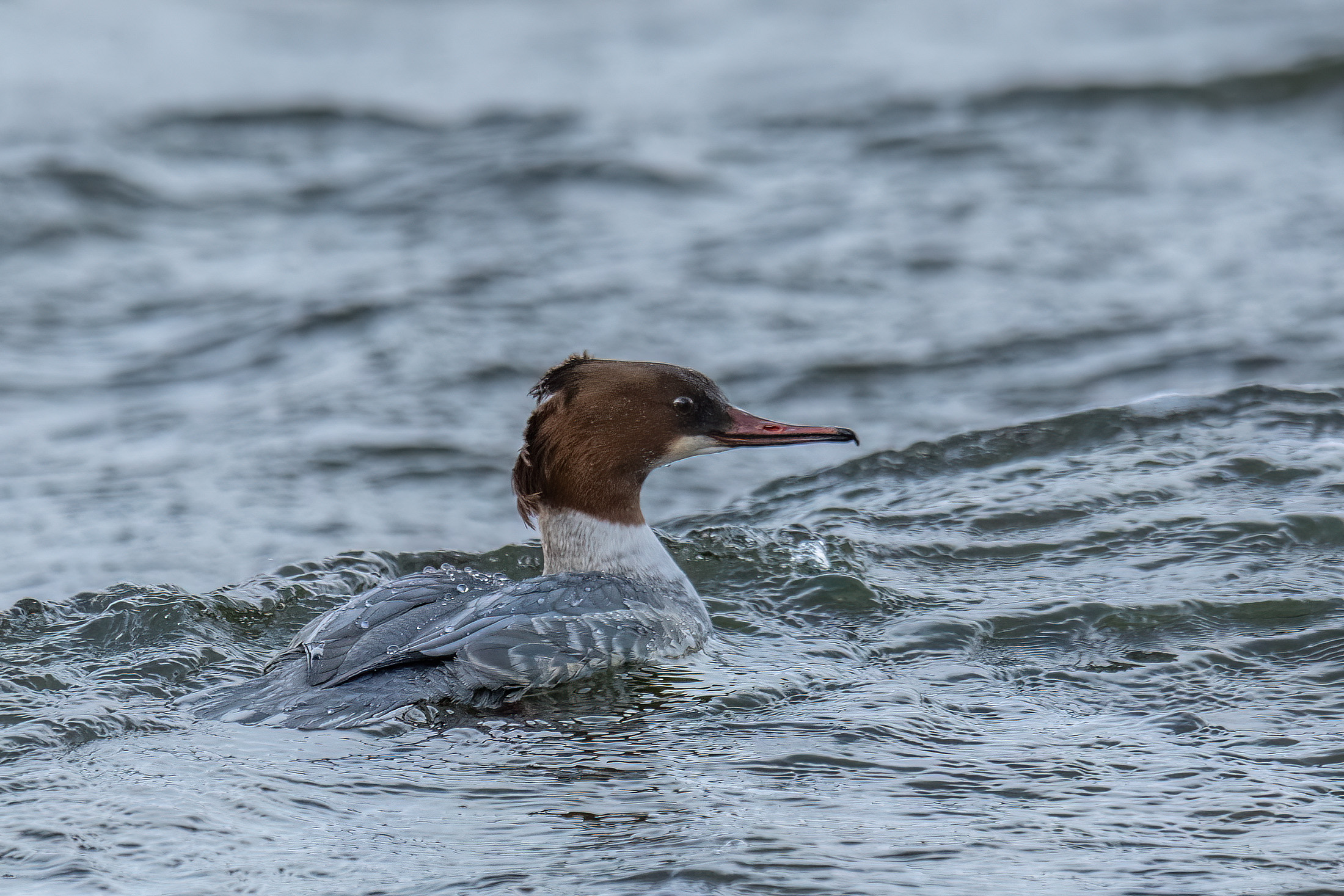 Stor skallesluger - hun, Sjælsø Stor skallesluger - hun