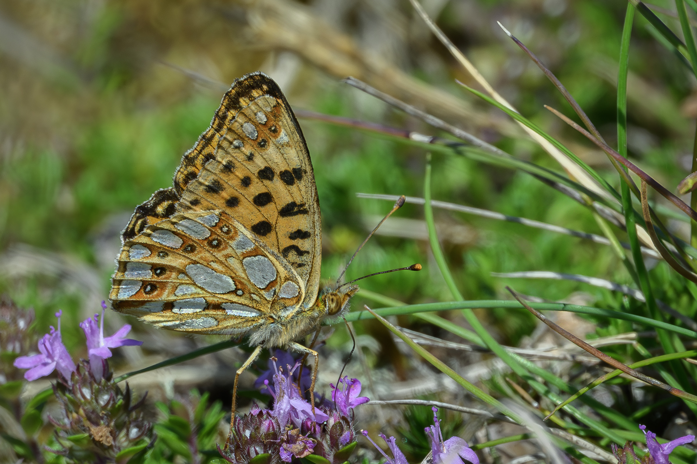 Storplettet perlemorsommerfugl