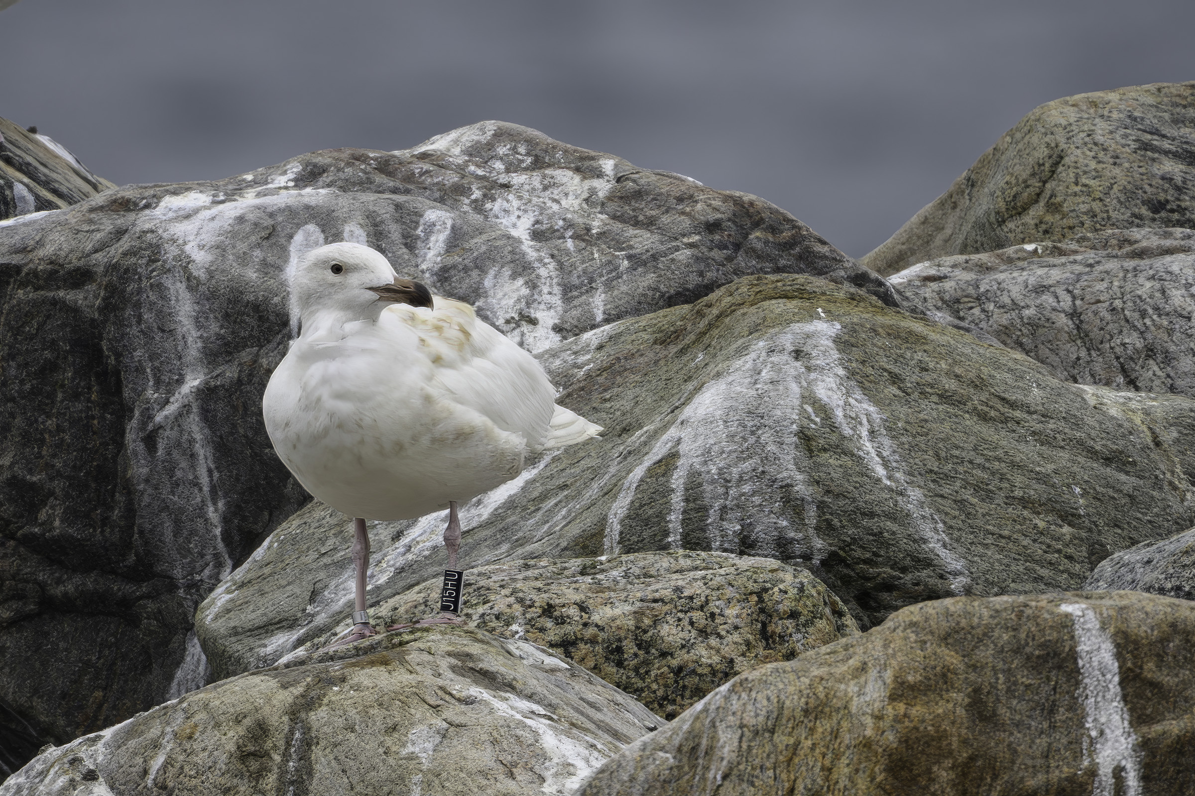 Svartbag  leucistisk