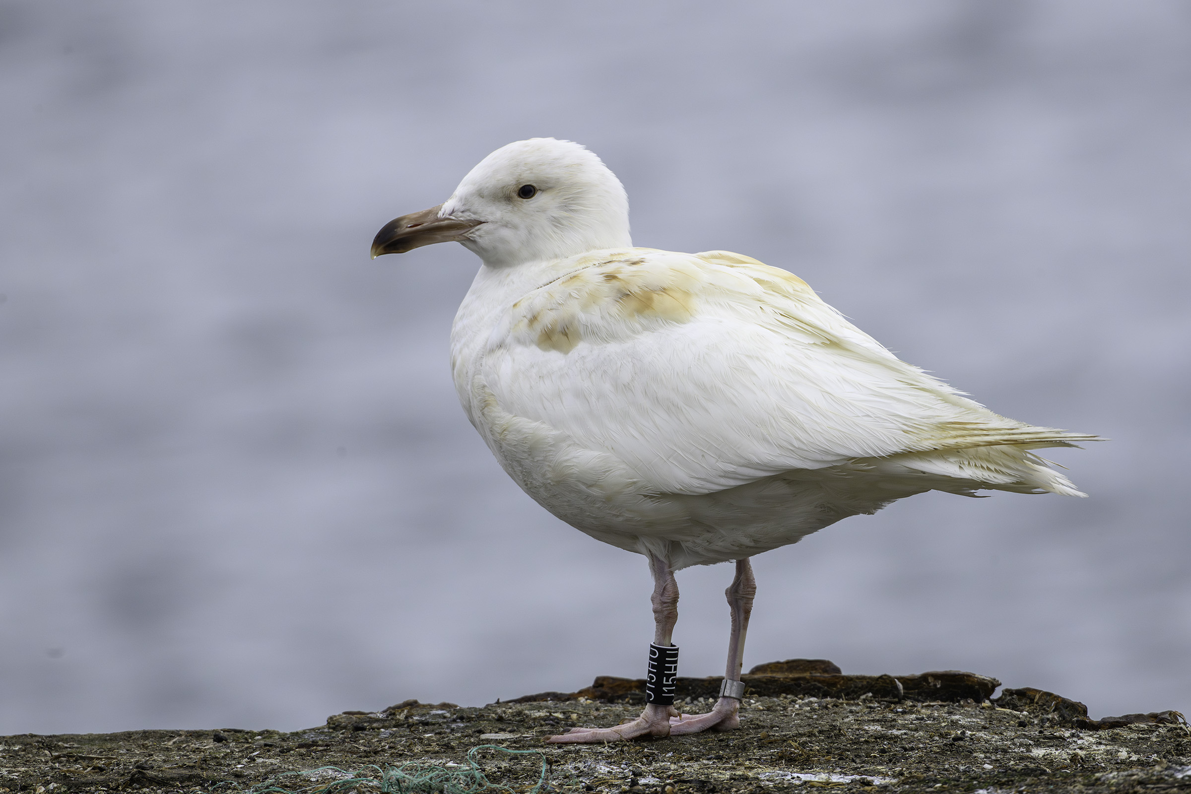 Svartbag � leucistisk