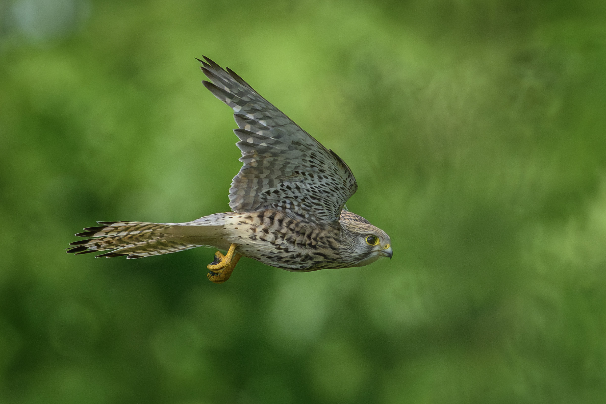 Tårnfalk, Ganløse Ore Tårnfalk