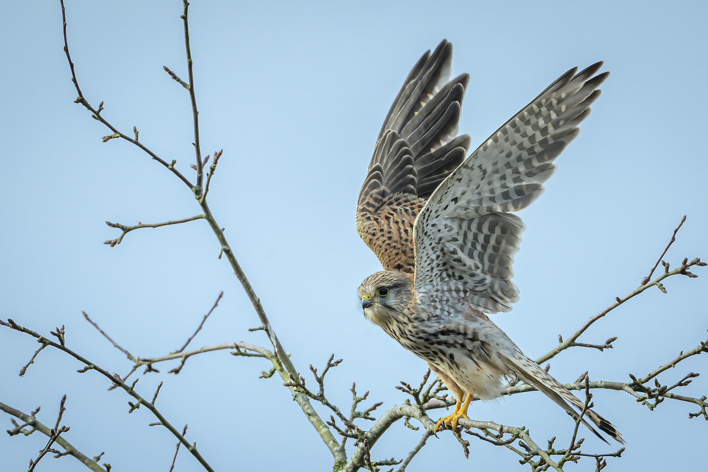 Tårnfalk, Sjælsø Tårnfalk