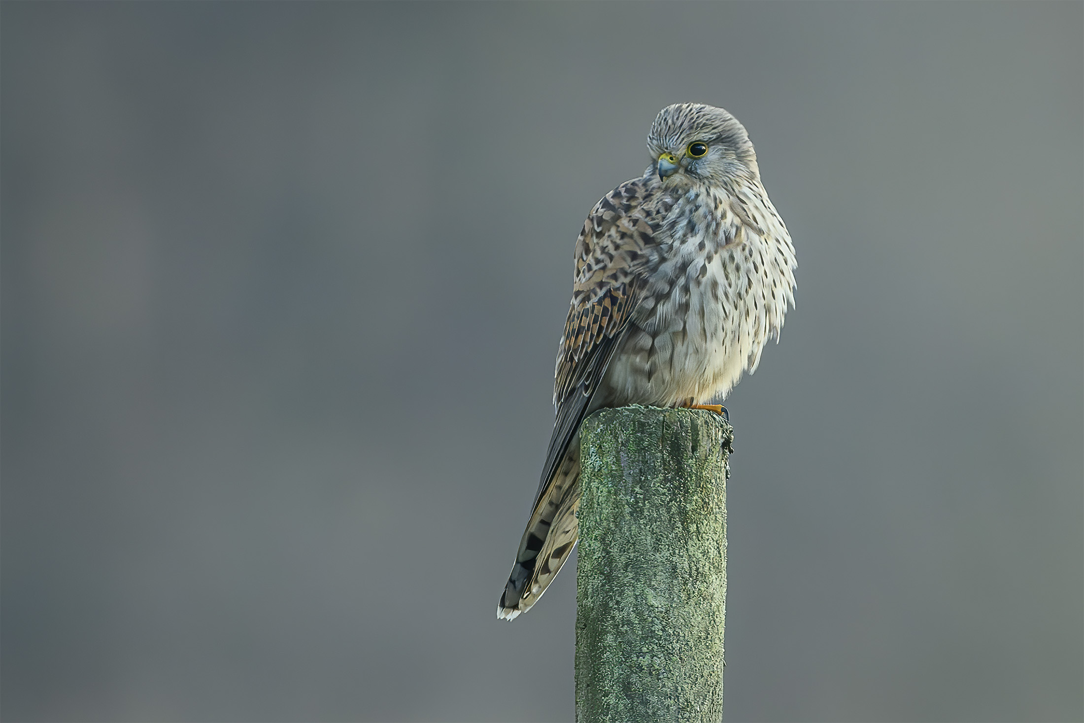 Tårnfalk, Sjælsø Tårnfalk