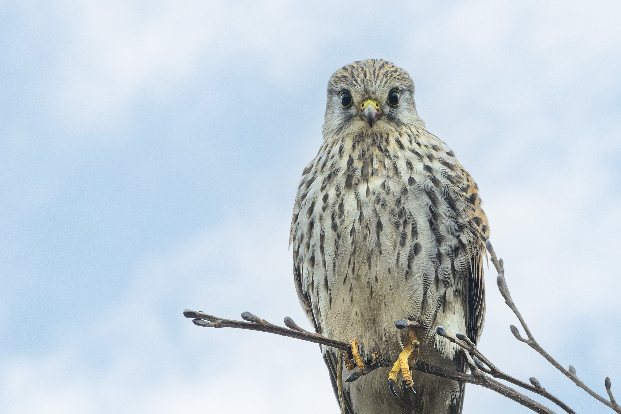 Tårnfalk, Sjælsø Tårnfalk
