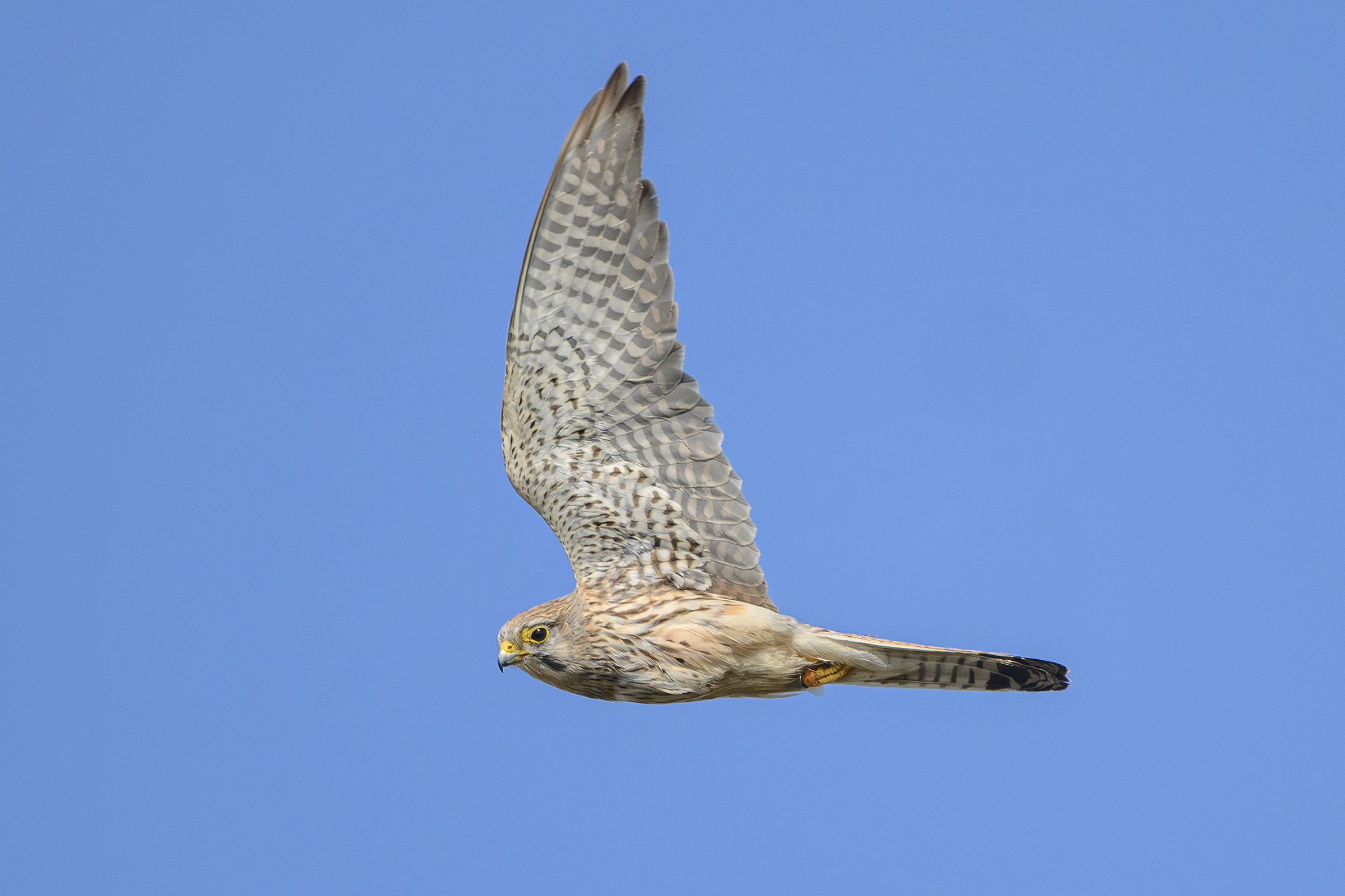 Tårnfalk, Staunings Ø Tårnfalk
