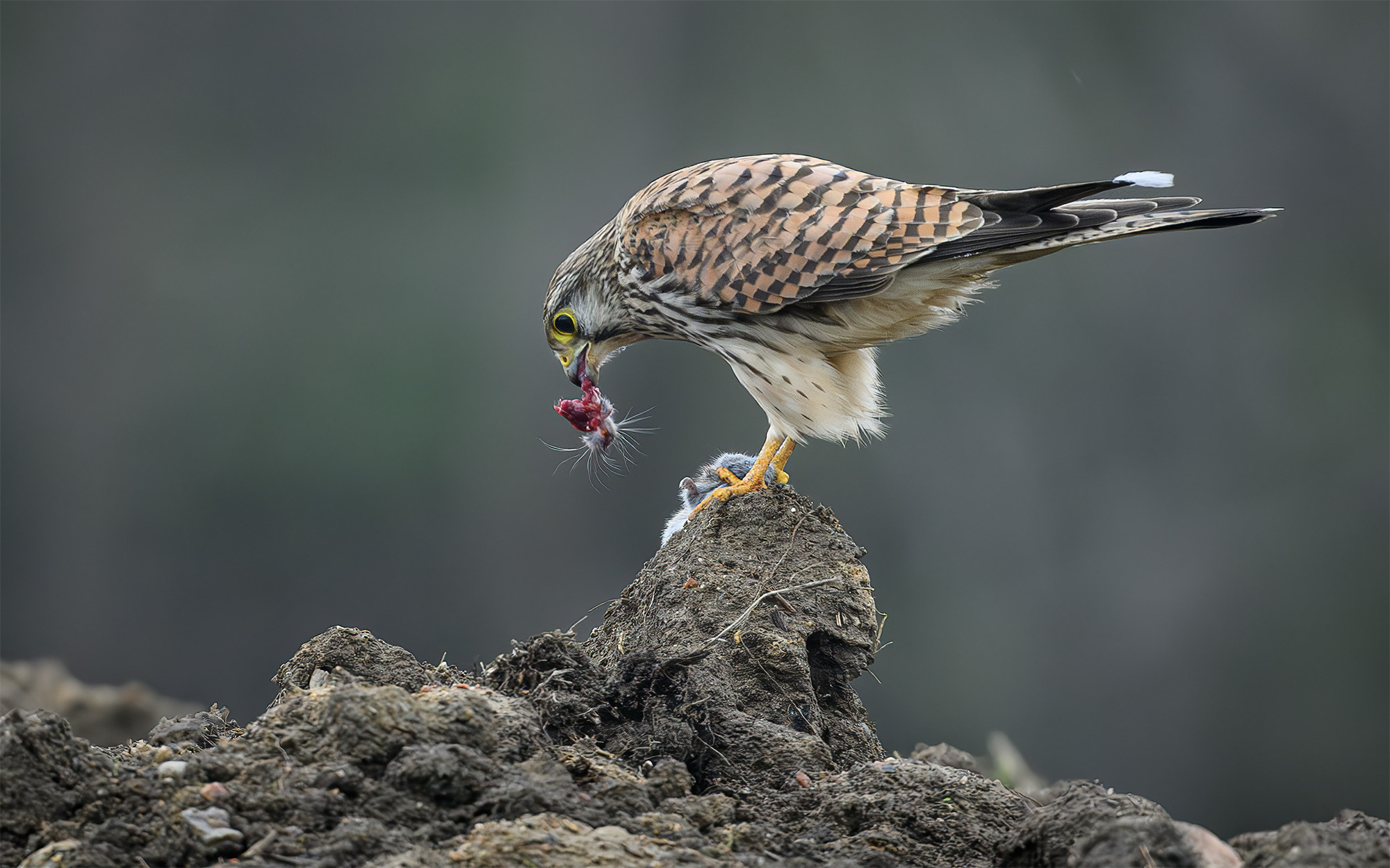 Tårnfalk med bytte, Søborg Sø Tårnfalk med bytte