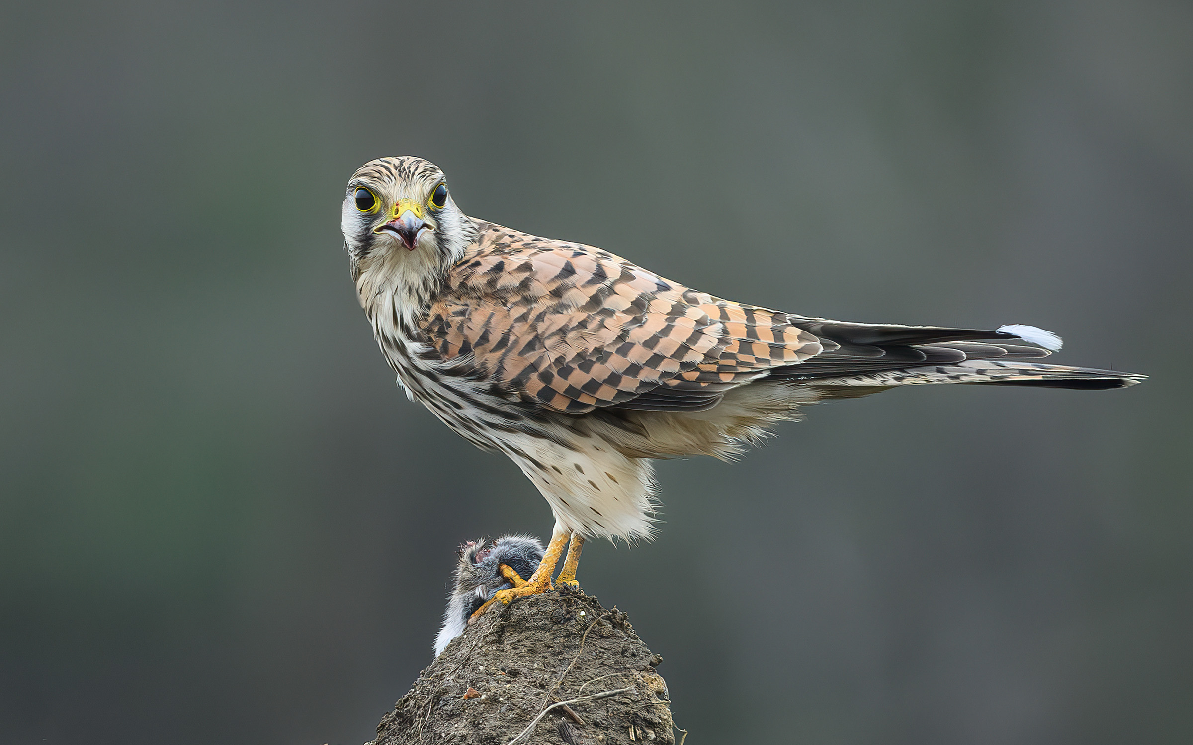 Tårnfalk ved frokosten, Søborg Sø Tårnfalk ved frokosten