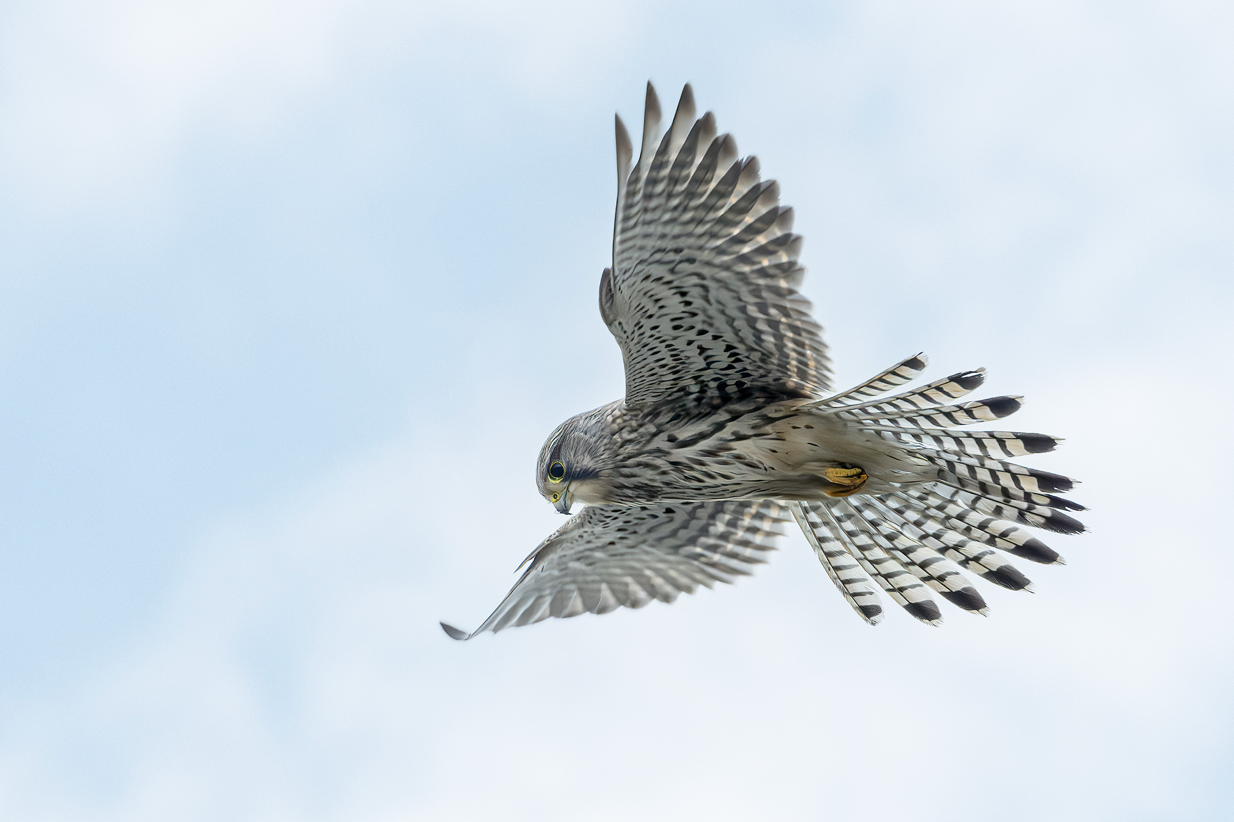 Tårnfalk, Ølsemagle Revle Tårnfalk
