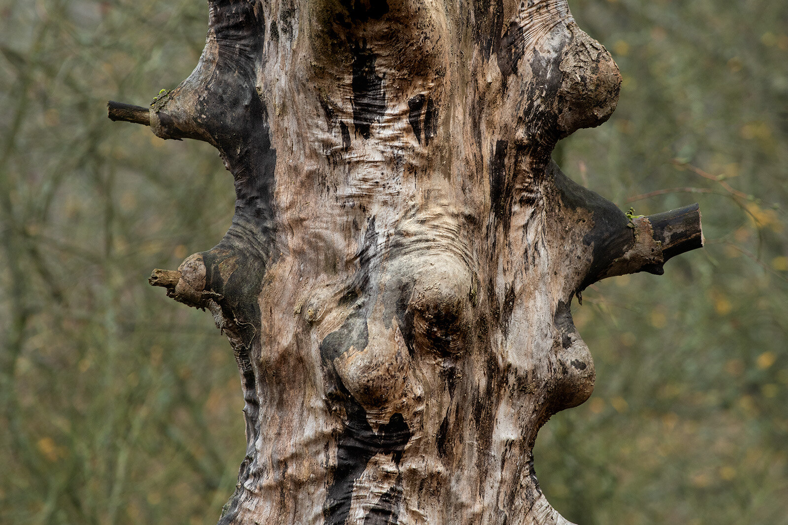 Træ-torso, Rude Skov