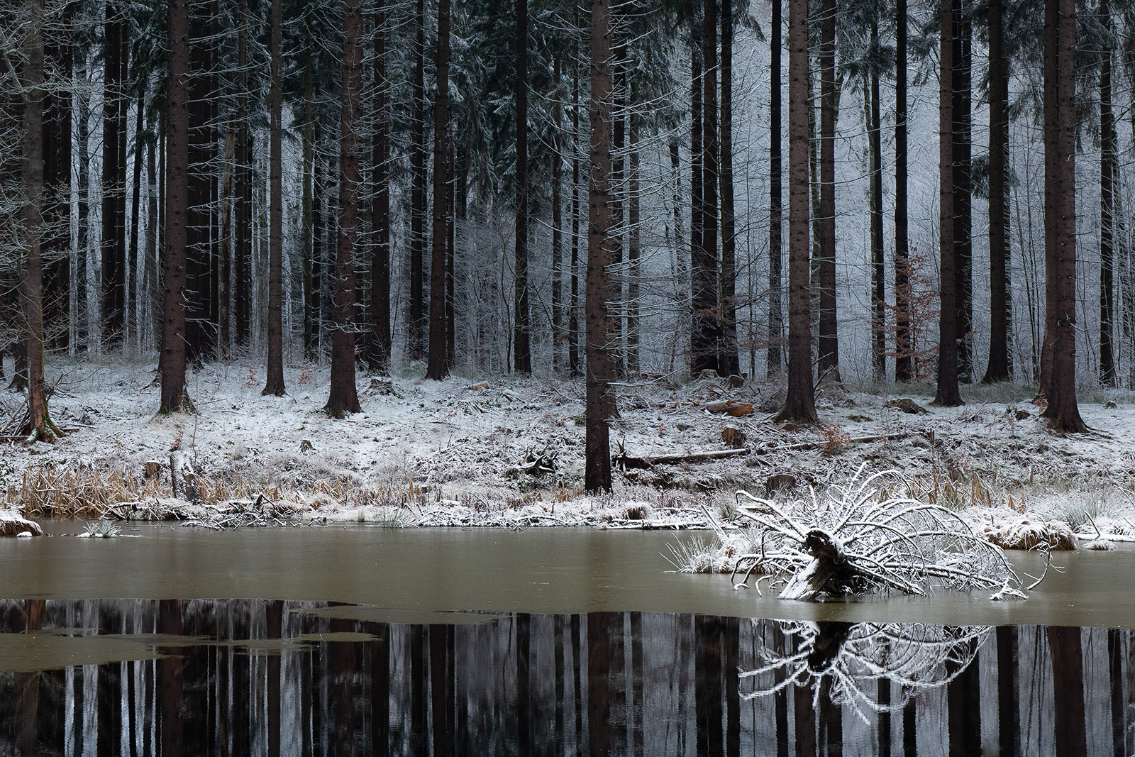 Vinter ved skovsøen, Rude Skov
