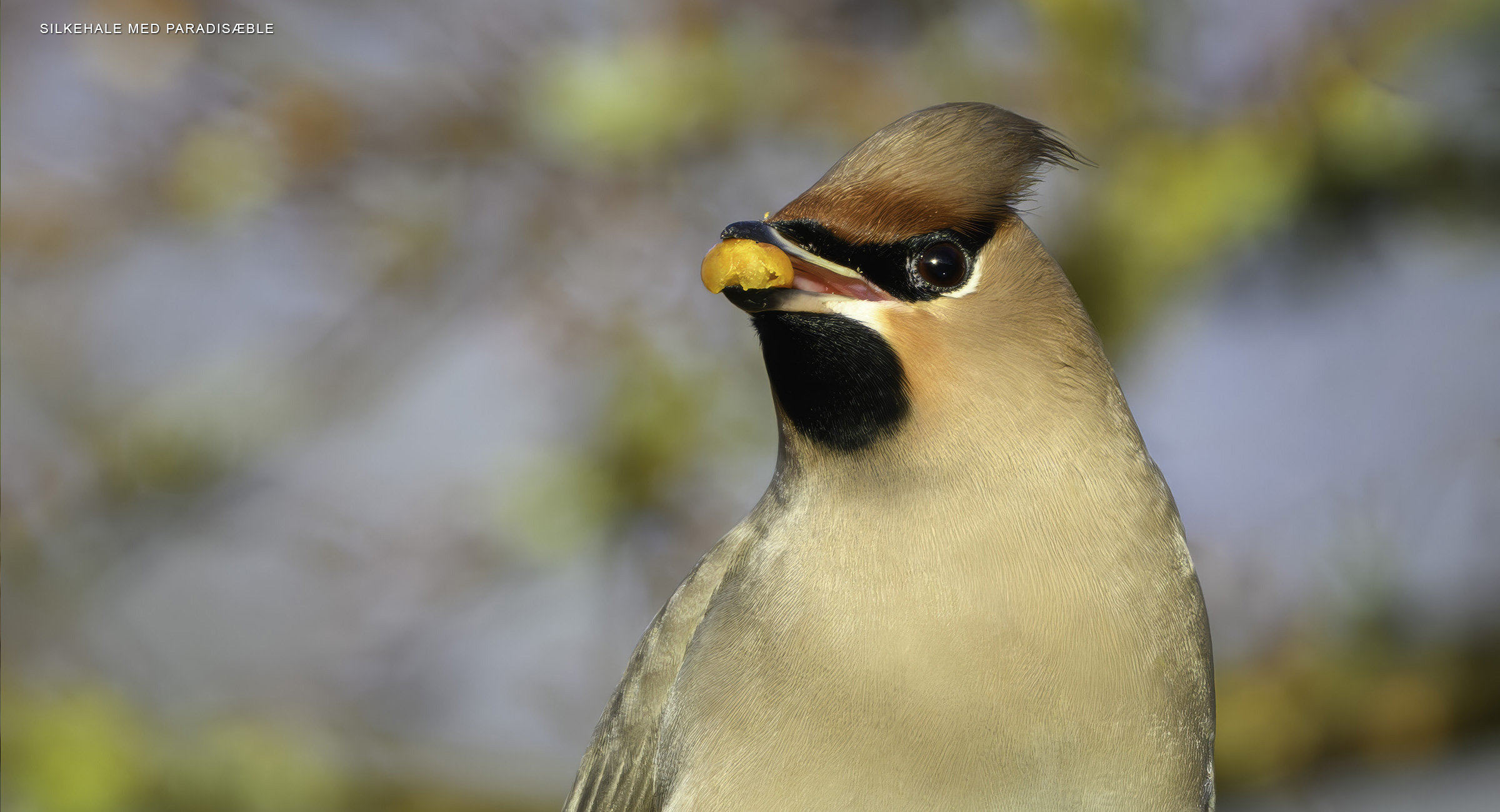 Silkehale med paradisæble